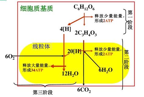 植物需要氧氣嗎|植物的呼吸作用：包括有氧呼吸與無氧呼吸